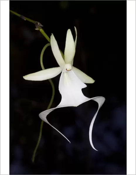 Ghost Orchid in bloom, Polyrrhiza lindenii, Florida (wild)