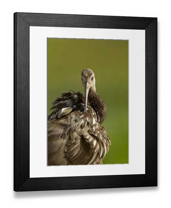 Framed Print : Limpkin preening, Aramus guarana, Viera wetlands, Florida
