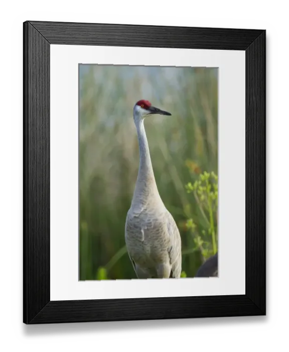 Framed Print : Sandhill crane, Grus canadensis, Viera wetlands, Florida Framed Print : Sandhill crane, Grus canadensis, Viera wetlands, Florida