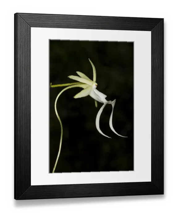 Framed Print : Ghost Orchid in bloom, Polyrrhiza lindenii, Florida (wild)