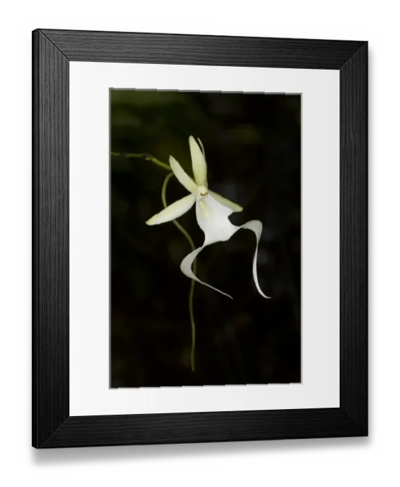 Framed Print : Ghost Orchid in bloom, Polyrrhiza lindenii, Florida (wild) Framed Print : Ghost Orchid in bloom, Polyrrhiza lindenii, Florida (wild)