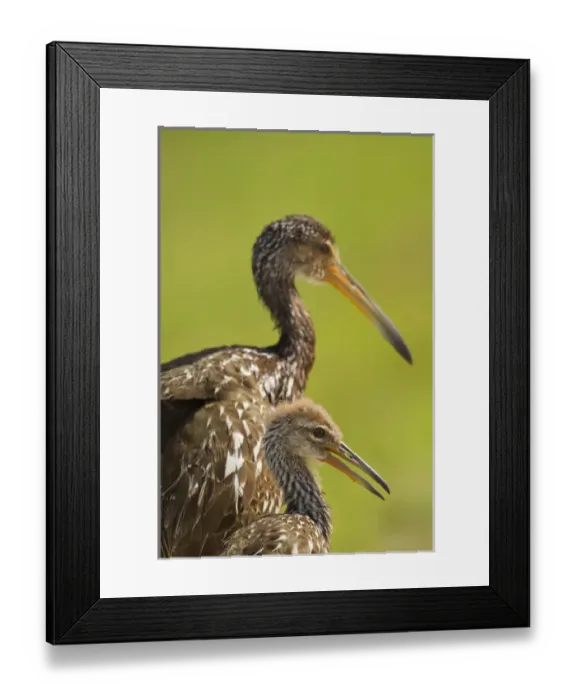Framed Print : Limpkin with chick, Aramus guarana, Viera wetlands, Florida Framed Print : Limpkin with chick, Aramus guarana, Viera wetlands, Florida