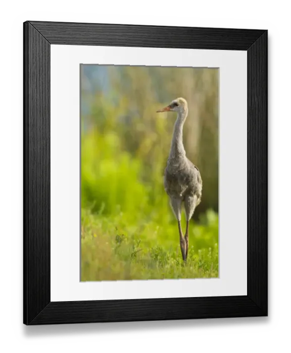 Framed Print : Sandhill crane chick, Grus canadensis, Viera wetlands, Florida
