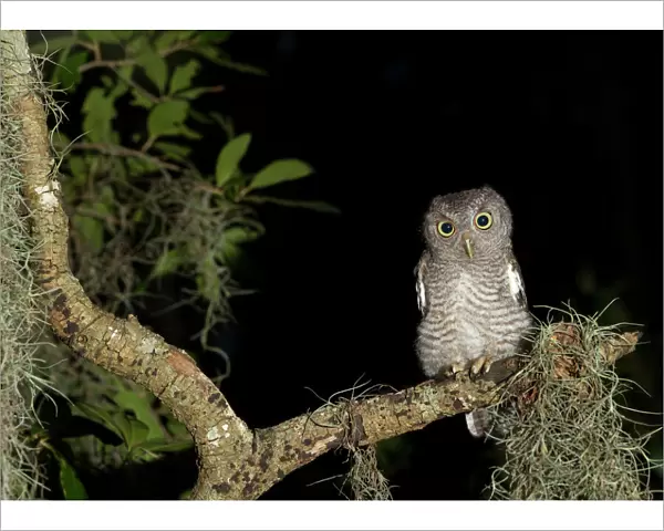 Screech owl fledglings, Otus asio, in gray phase, wild, Florida