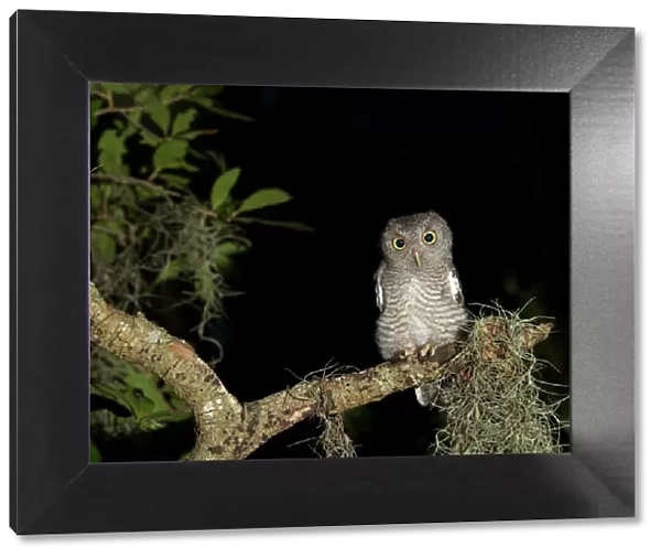 Screech owl fledglings, Otus asio, in gray phase, wild, Florida