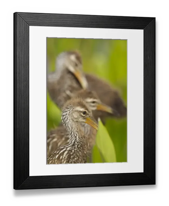 Framed Print : A family of Limpkin chicks, Aramus guarana, Viera wetlands, Florida Framed Print : A family of Limpkin chicks, Aramus guarana, Viera wetlands, Florida