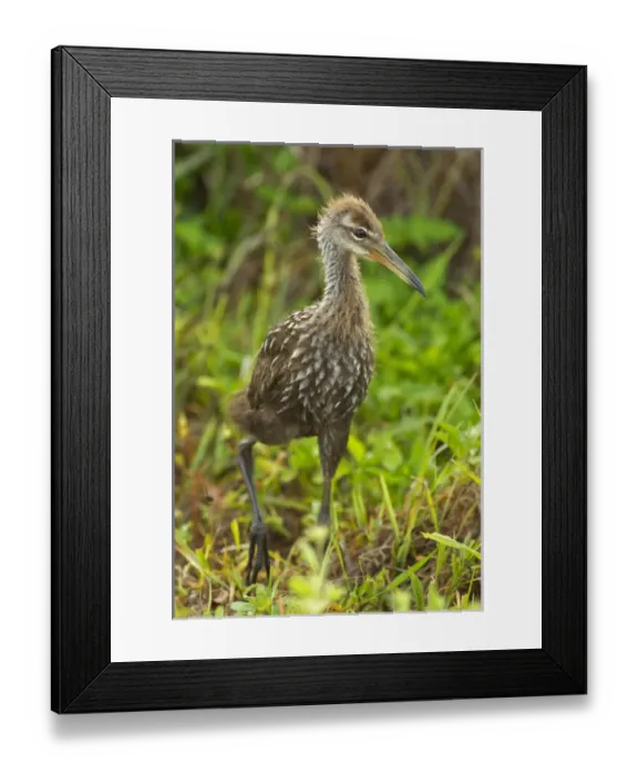 Framed Print : Limpkin chick cruising, Aramus guarana, Viera wetlands, Florida Framed Print : Limpkin chick cruising, Aramus guarana, Viera wetlands, Florida
