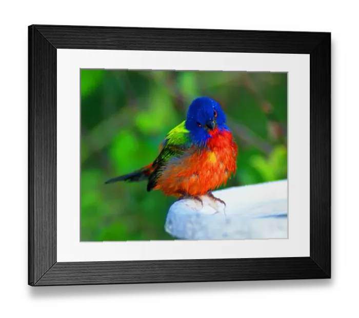 Framed Print : North America, USA, Perplexed painted bunting (male); Immokalee, florida Framed Print : North America, USA, Perplexed painted bunting (male); Immokalee, florida