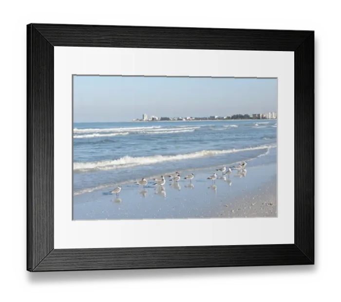 Framed Print : North America, USA, Florida, Sarasota, Crescent Beach, Siesta Key, Laughing Gulls