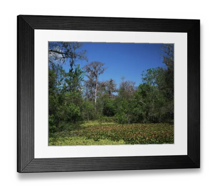 Framed Print : USA, Florida, Corckscrew Swamp Sanctuary, Cypress swamp with nesting wood with storks Framed Print : USA, Florida, Corckscrew Swamp Sanctuary, Cypress swamp with nesting wood with storks
