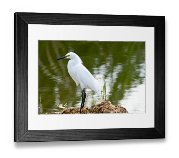 Framed Print : North America, USA, Florida, Immokalee, Snowy Egret Hunting Framed Print : North America, USA, Florida, Immokalee, Snowy Egret Hunting