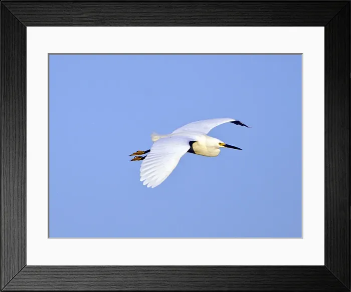 Framed Print : arctic fox, Alopex lagopus, in winter colors on the 1002 coastal plain of the Arctic