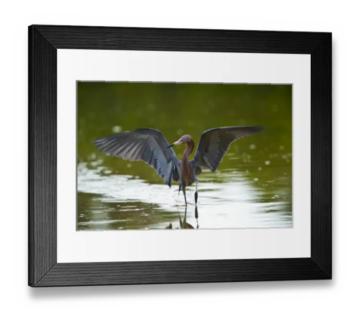 Framed Print : Nobody, North America, USA, Florida, Sanibel Island, Ding Darling NWR, Reddish Egret Framed Print : Nobody, North America, USA, Florida, Sanibel Island, Ding Darling NWR, Reddish Egret