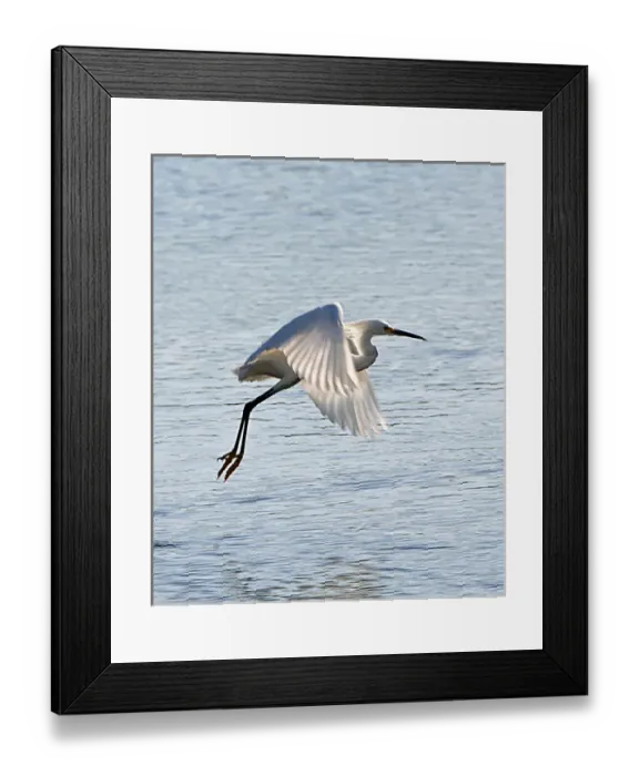 Framed Print : North America, USA, Florida, Venice, Snowy Egret Flying Framed Print : North America, USA, Florida, Venice, Snowy Egret Flying