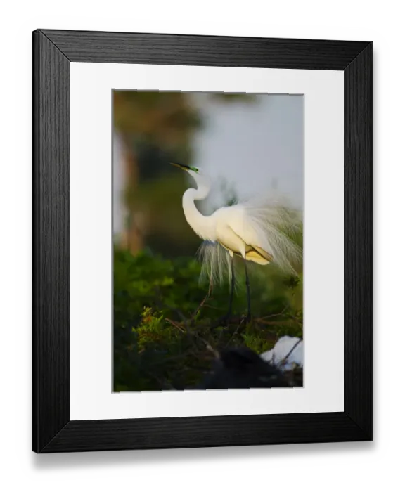 Framed Print : North America, USA, Florida, Venice, Audubon Sanctuary, Common Egret stretch Performance Framed Print : North America, USA, Florida, Venice, Audubon Sanctuary, Common Egret stretch Performance