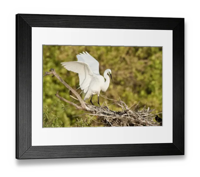Framed Print : North America, USA, Florida, Venice, Audubon Sanctuary, Common Egret wings open perched Framed Print : North America, USA, Florida, Venice, Audubon Sanctuary, Common Egret wings open perched