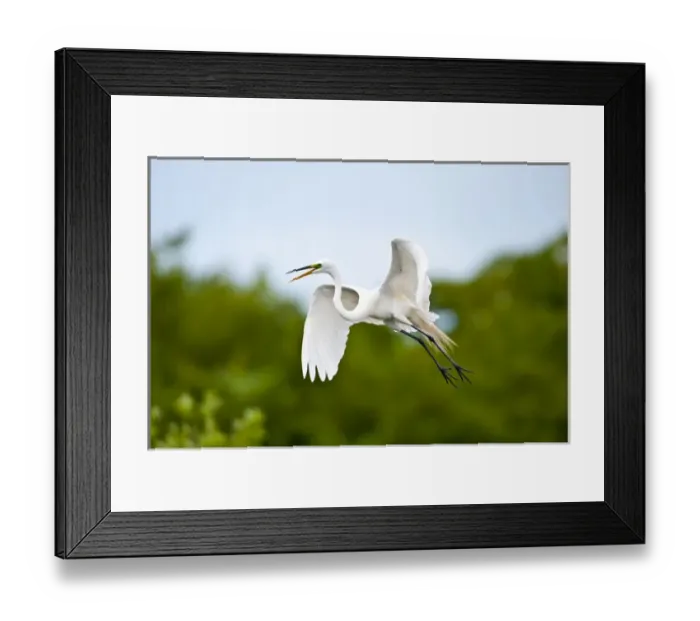 Framed Print : North America, USA, Florida, Venice, Audubon Sanctuary, Common Egret Flying Framed Print : North America, USA, Florida, Venice, Audubon Sanctuary, Common Egret Flying
