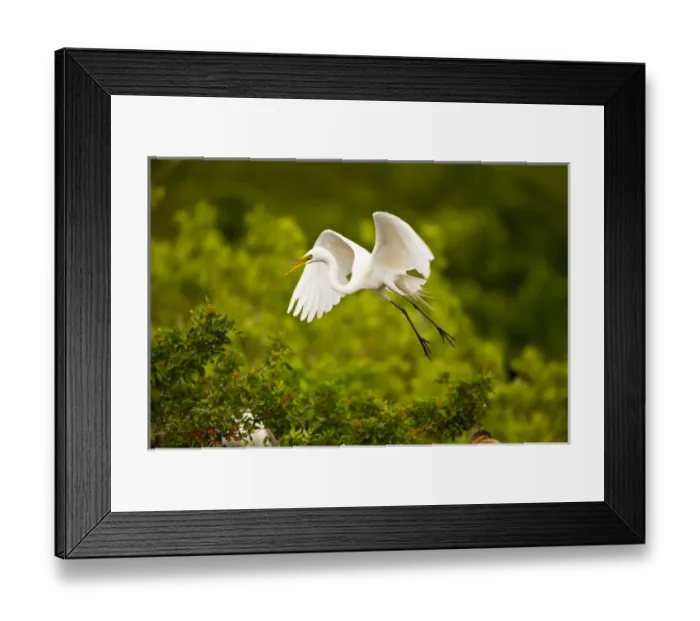 Framed Print : North America, USA, Florida, Venice, Audubon Sanctuary, Common Egret Flying Framed Print : North America, USA, Florida, Venice, Audubon Sanctuary, Common Egret Flying