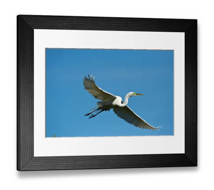 Framed Print : North America, USA, Florida, Venice, Audubon Sanctuary, Common Egret Flying Framed Print : North America, USA, Florida, Venice, Audubon Sanctuary, Common Egret Flying