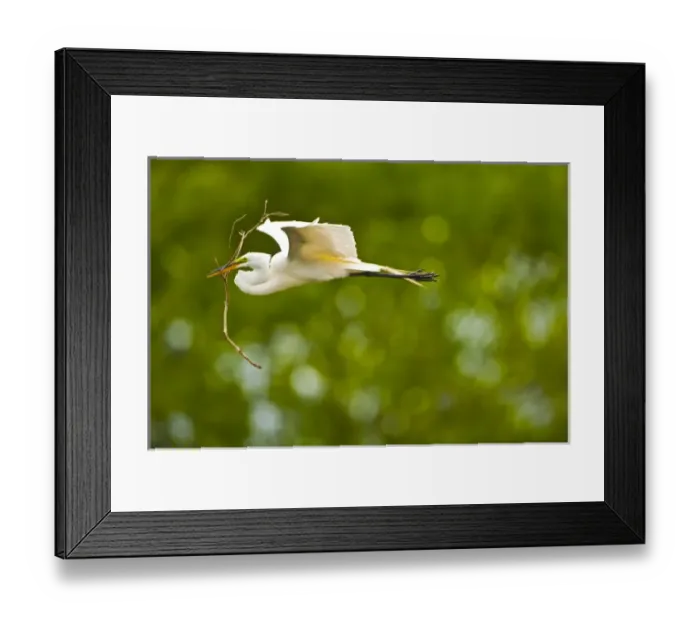 Framed Print : North America, USA, Florida, Venice, Audubon Sanctuary, Common Egret Flying with