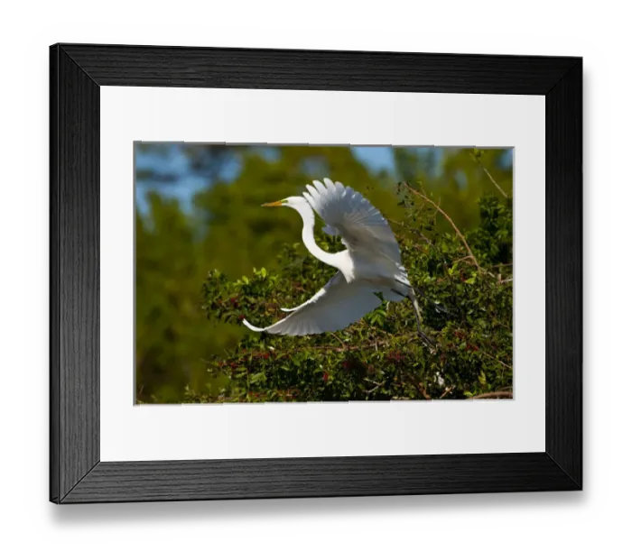 Framed Print : North America, USA, Florida, Venice, Audubon Sanctuary, Common Egret Flying Framed Print : North America, USA, Florida, Venice, Audubon Sanctuary, Common Egret Flying