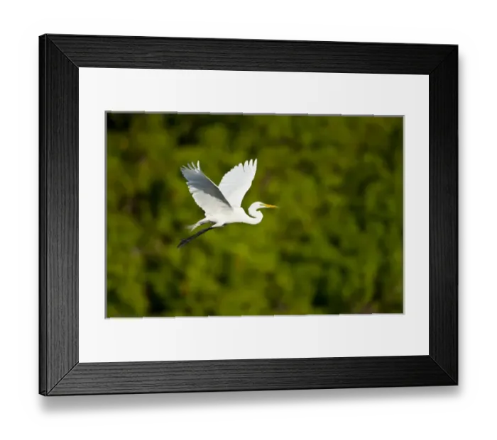 Framed Print : North America, USA, Florida, Venice, Audubon Sanctuary, Common Egret Flying Framed Print : North America, USA, Florida, Venice, Audubon Sanctuary, Common Egret Flying