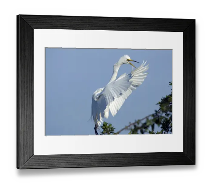 Framed Print : North America, USA, Florida, Venice, Audubon Sanctuary, Common Egret Flying and calling