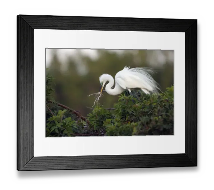 Framed Print : North America, USA, Florida, Venice, Audubon Sanctuary, Common Egret placeing Nesting Framed Print : North America, USA, Florida, Venice, Audubon Sanctuary, Common Egret placeing Nesting