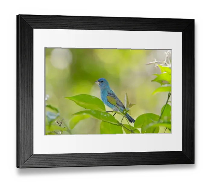Framed Print : North America, USA, Florida, Immokalee, Indigo Bunting perched in Jasmine bush