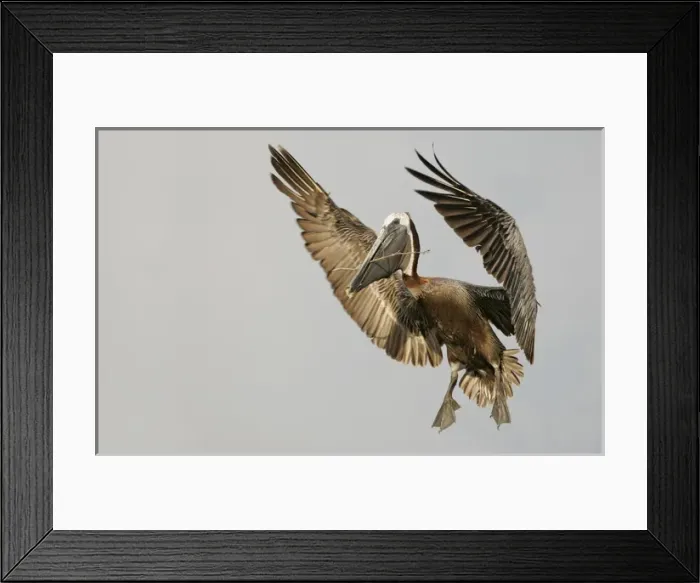Framed Print : USA, Florida, Tierra Verde, Little Bird Key. Brown pelican flying with nest-building material Framed Print : USA, Florida, Tierra Verde, Little Bird Key. Brown pelican flying with nest-building material