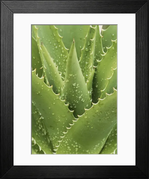 Framed Print : Florida, Naples Botanical Gard, Tree Aloe