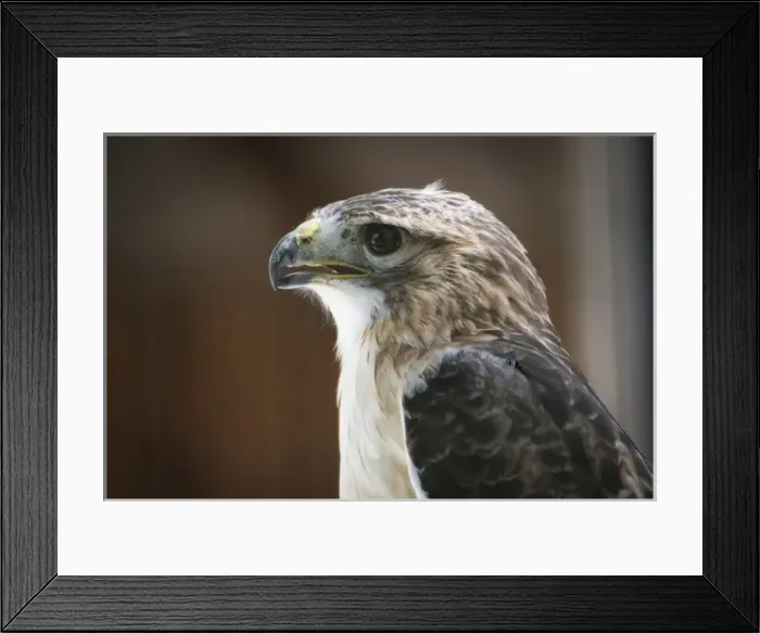 Framed Print : Close up portrait of hawk with beak open and intense gaze