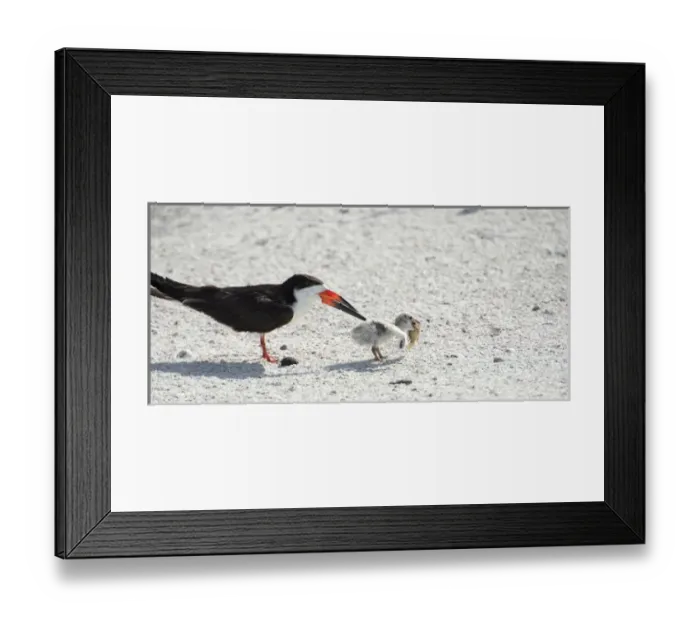 Framed Print : skimmer chick carrying fish