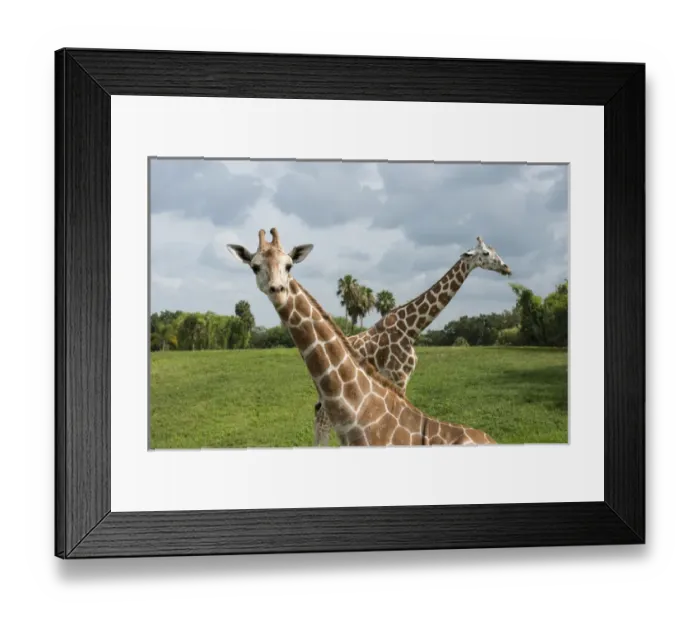 Framed Print : Two giraffes crossed, one looking at viewer and one with grass in mouth