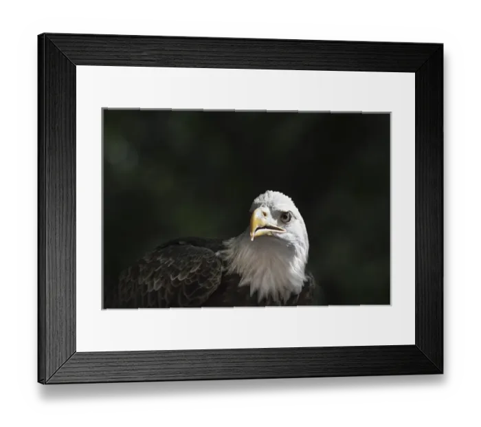 Framed Print : Bald eagle close up in light with intense gase Framed Print : Bald eagle close up in light with intense gase