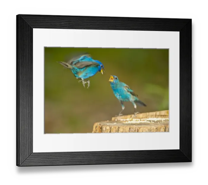 Framed Print : North America, USA, Florida, Immokalee, Indigo Buntings Fighting at Feeder Log