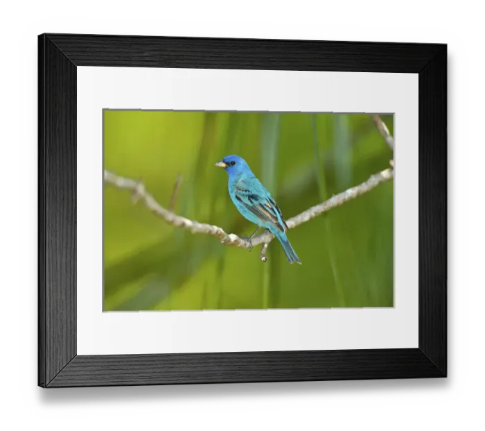 Framed Print : North America, USA, Florida, Immokalee, Indigo Bunting perched on tree branch Framed Print : North America, USA, Florida, Immokalee, Indigo Bunting perched on tree branch