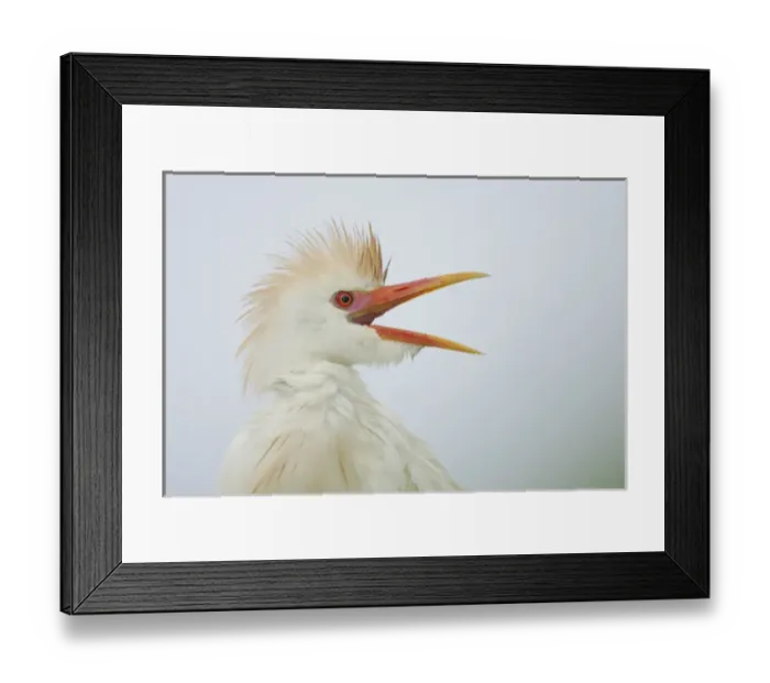 Framed Print : USA, Florida, St. Augustine. Portrait of cattle egret wet from rain and calling at St Framed Print : USA, Florida, St. Augustine. Portrait of cattle egret wet from rain and calling at St