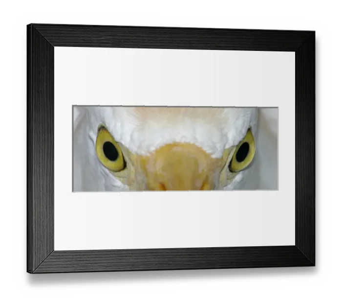 Framed Print : USA, Florida, Kissimee. Close-up of cattle egrets staring eyes at Gatorland Framed Print : USA, Florida, Kissimee. Close-up of cattle egrets staring eyes at Gatorland