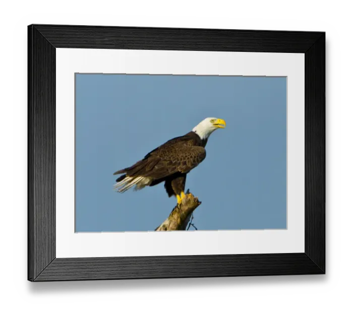 Framed Print : North America, USA, Florida, North Fort Meyers, Bayshore Drive, American Bald Eagle Framed Print : North America, USA, Florida, North Fort Meyers, Bayshore Drive, American Bald Eagle