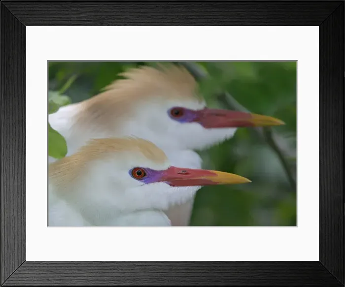 Framed Print : USA, Florida, St. Augustine. Portrait of two cattle egrets in breeding plumage at St Framed Print : USA, Florida, St. Augustine. Portrait of two cattle egrets in breeding plumage at St