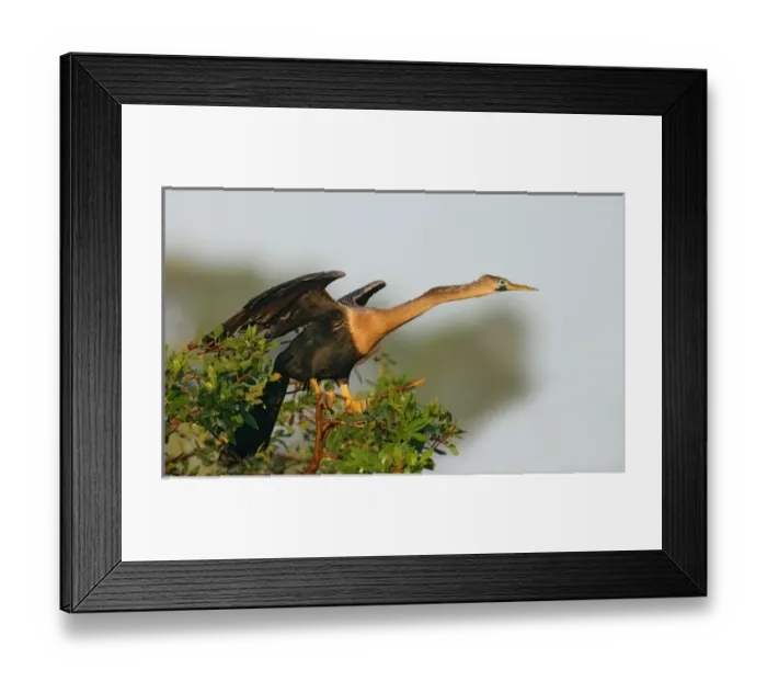 Framed Print : USA, Florida, Venice. Anhinga female leaning forward ready to take flight at the Venice Rookery