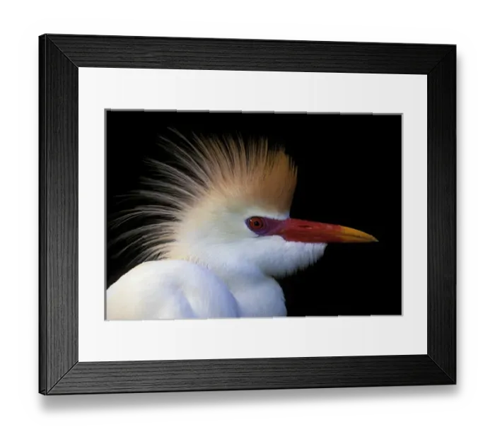 Framed Print : USA, Florida, St. Augustine. Portrait of cattle egret in breeding plumage at St Framed Print : USA, Florida, St. Augustine. Portrait of cattle egret in breeding plumage at St