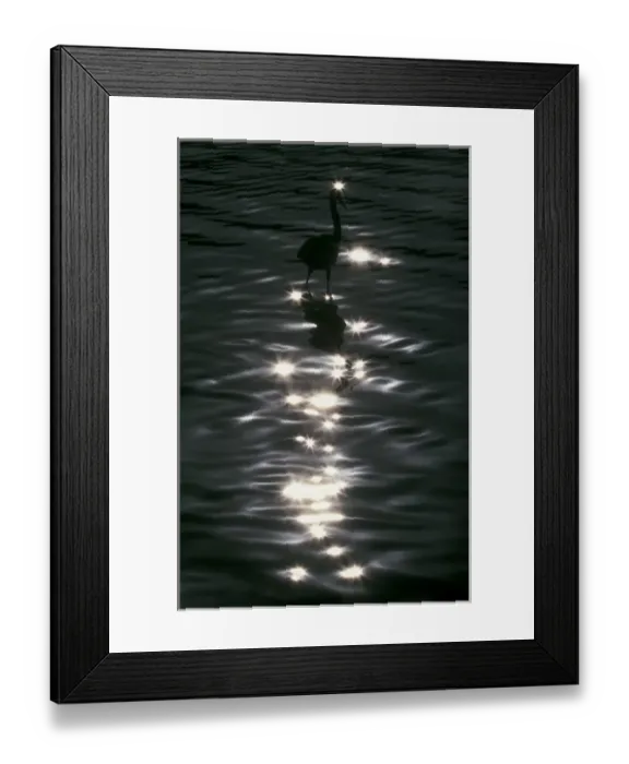Framed Print : USA, Florida, Placido. Great blue heron wades amid sparkling highlights in water Framed Print : USA, Florida, Placido. Great blue heron wades amid sparkling highlights in water