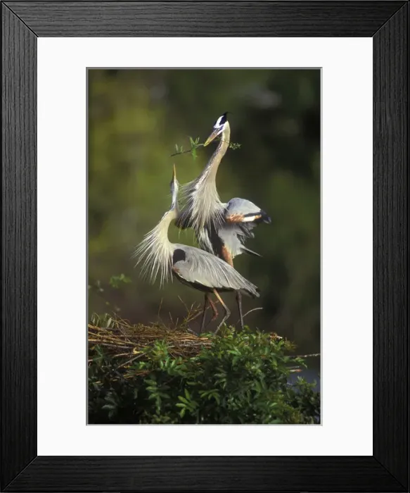 Framed Print : USA, Florida, South Venice. Great blue herons in a courtship display at the Venice Rookery
