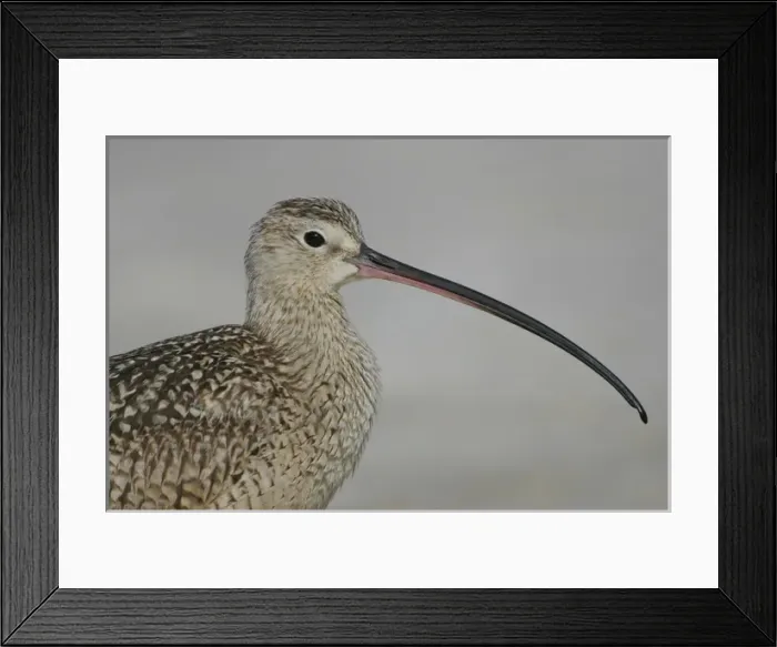 Framed Print : USA, Florida, De Soto. Portrait of long-billed curlew at Fort De Soto Park. Credit as