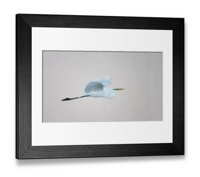 Framed Print : USA, Florida, South Venice. Flying great egret lit with flash in predawn at the Venice Rookery Framed Print : USA, Florida, South Venice. Flying great egret lit with flash in predawn at the Venice Rookery