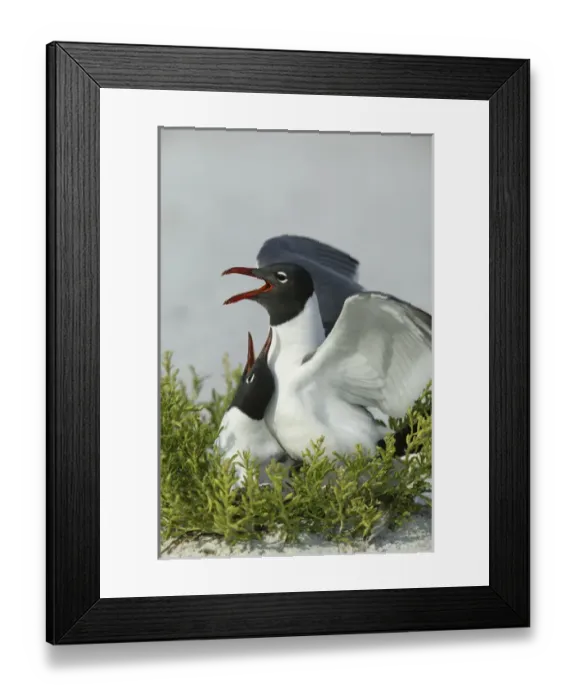 Framed Print : USA, Florida, Egmont Key State Park. Laughing gulls mating Framed Print : USA, Florida, Egmont Key State Park. Laughing gulls mating