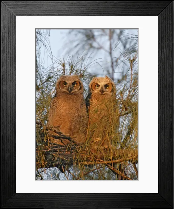 Framed Print : USA, Florida, De Soto. Great horned owlets sit on tree limb Framed Print : USA, Florida, De Soto. Great horned owlets sit on tree limb