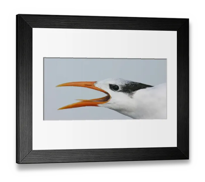 Framed Print : USA, Florida, Captiva. Portrait of royal tern head showing tongue